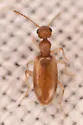 Anthicus praeceps - photo 3