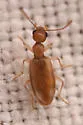 Anthicus praeceps - photo 5