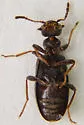 Anthicus punctulatus - photo 2
