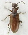 Anthicus punctulatus - photo 3