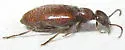 Anthicus punctulatus - photo 4