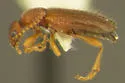 Anthicus rufulus - photo 2