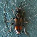 Anthicus saucius - photo 3