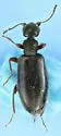 Anthicus saucius - photo 4