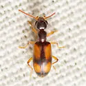 Anthicus saucius - photo 5