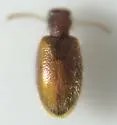 Anthicus scabriceps - photo 2