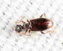 Anthicus scabriceps - photo 3