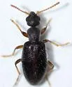 Anthicus scabriceps - photo 4