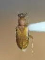 Anthicus scabriceps - photo 5