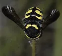 Anthidiellum ehrhorni
