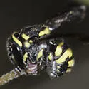 Anthidiellum ehrhorni - photo 2