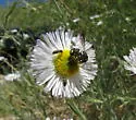 Anthidiellum ehrhorni - photo 4