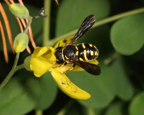 Northern Rotund-Resin Bee