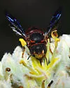 Anthidiellum perplexum - photo 3