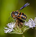 Anthidiellum perplexum - photo 4