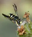 Anthidiellum robertsoni