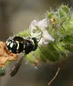 Anthidiellum robertsoni - photo 2