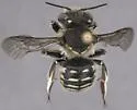 Anthidium banningense - photo 2