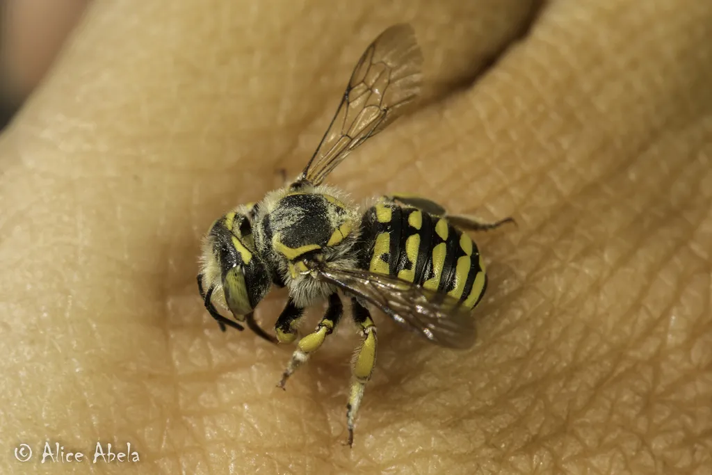 Edwards' Wool-carder Bee - photo 2