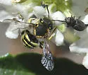 Anthidium emarginatum