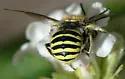 Anthidium emarginatum - photo 2