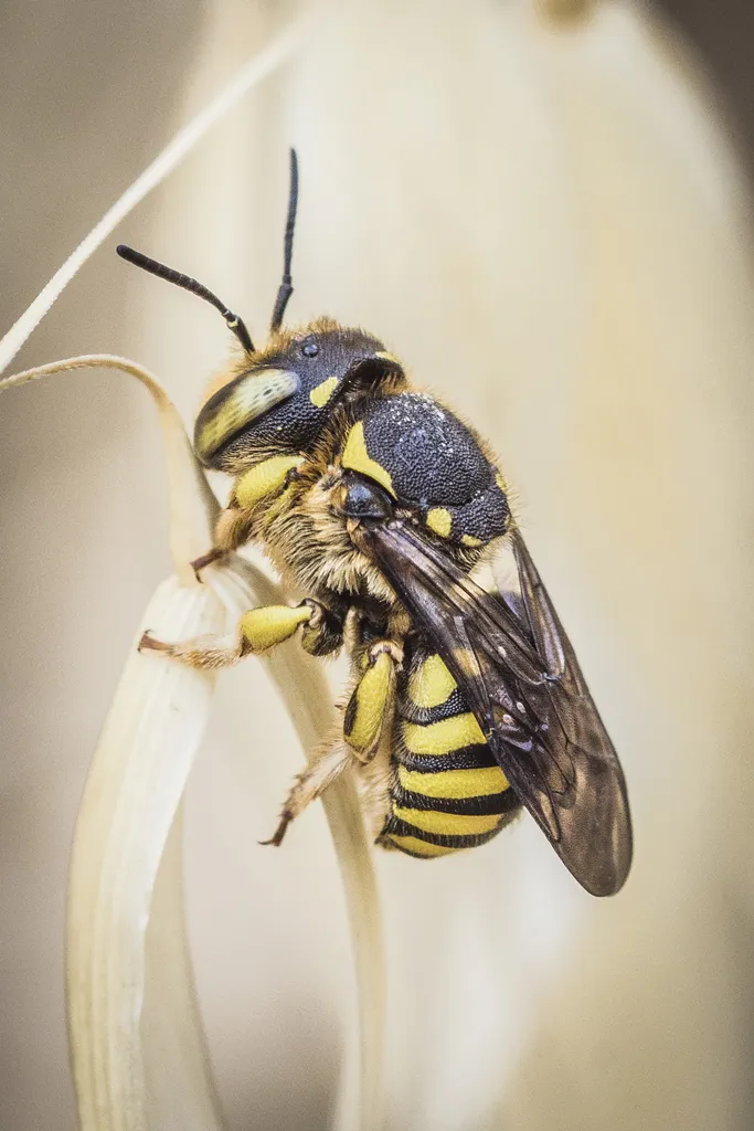 Anthidium florentinum - photo 3