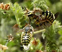 Anthidium illustre