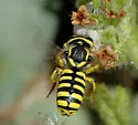 Anthidium illustre - photo 2