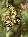 Anthidium illustre - photo 3