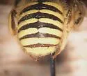 Anthidium illustre - photo 4