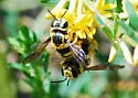 Anthidium illustre - photo 5