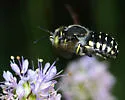 Anthidium maculifrons