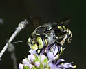 Anthidium maculifrons - photo 2