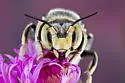 Anthidium maculifrons - photo 3