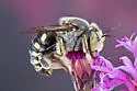 Anthidium maculifrons - photo 4