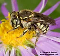 Anthidium maculifrons - photo 5