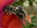 Anthidium maculosum