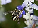 Anthidium maculosum - photo 2
