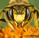 Anthidium maculosum - photo 4