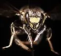 Anthidium maculosum - photo 5