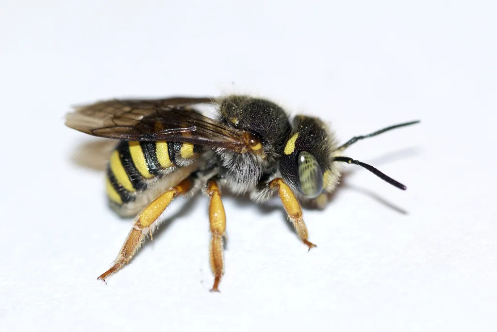 Oblong Wool-carder Bee - photo 2