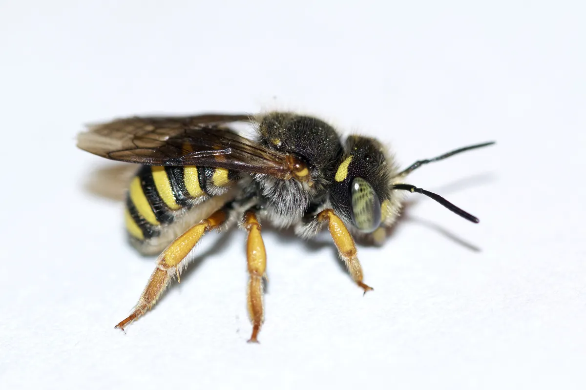 Oblong Wool-carder Bee - photo 3