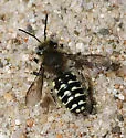 Pacific Wool-carder Bee - photo 2