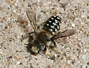 Pacific Wool-carder Bee - photo 3