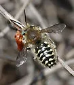 Pacific Wool-carder Bee - photo 4