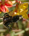 Pacific Wool-carder Bee - photo 5