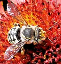 Porter's Wool-carder Bee - Anthidium porterae