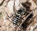 Porter's Wool-carder Bee - photo 2