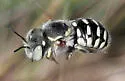 Porter's Wool-carder Bee - photo 3