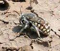 Porter's Wool-carder Bee - photo 4
